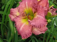 IMG_absolut treasure1_1024x768.webp