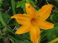 IMG_burning daylight_1024x768.webp