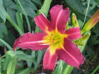 IMG_mary red x satain bird1_1024x768.webp