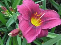 IMG_purple rain1_1024x768.webp