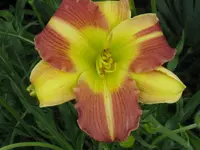 IMG_tuthankamun1_1024x768.webp