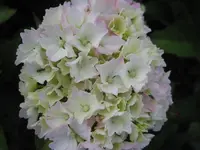 IMG_1846.webp
