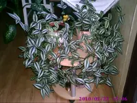 PIC00856.webp