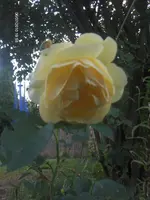 HPIM5003.webp