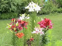 garten 151.webp