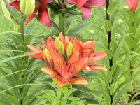 garten 147.webp