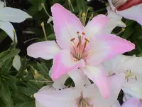 garten 135.webp