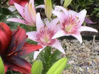 garten 134.webp
