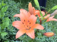 garten 132.webp
