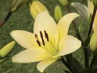 garten 101.webp