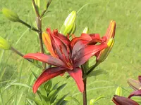 garten 100.webp