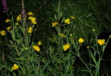 DSC_5654.webp