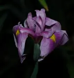 DSC_5653.webp