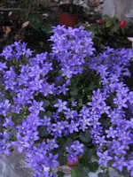 06 005.webp