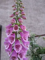 06 016.webp