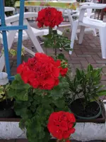 06 012.webp
