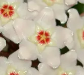Porz. Blume.webp