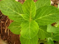hortensie_bluete.webp