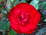 rose_sevilla07.072010.jpg