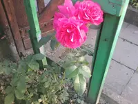 neue Rosarium Uetersen - erste Blüten 03.07.2010.webp