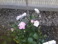 Rose1 neu erstanden - 01.07.2010.webp
