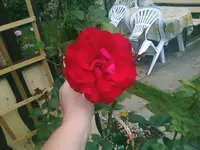 Rose2 - 01.07.2010.webp