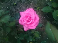 Rose3 - 01.07.2010.webp