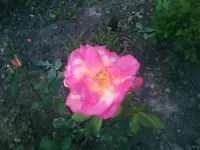 Rose4 - 01.07.2010.webp