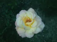 Rose5 - 01.07.2010.webp