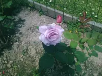 Rose7 - 01.07.2010.webp