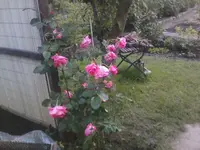 Rose7 umgepflanzt - 01.07.2010.webp