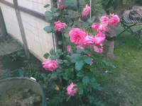 Rose9 - 01.07.2010.webp