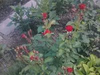 Rosen10 - 01.07.2010.webp