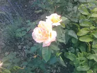 Rose11 - 01.07.2010.webp