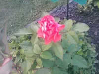 Rose12 - 01.07.2010.webp