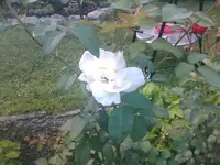 Rose13 - 01.07.2010.webp