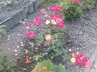 Rose14 - 01.07.2010.webp