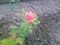 Rose15 - 01.07.2010.webp