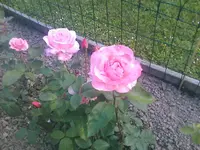 Rose16 - 01.07.2010.webp
