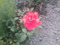 Rose17 - 01.07.2010.webp