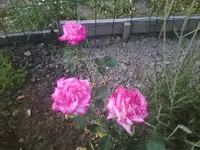 Rose19 - 01.07.2010.webp
