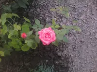 Rose20 - 01.07.2010.webp