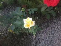 Rose21 - 01.07.2010.webp