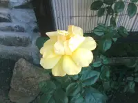 Rose22 - 01.07.2010.webp