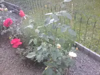 Rose23 - 01.07.2010.webp
