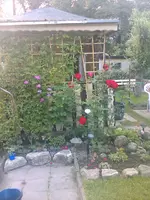 Rose und Clematis - 01.07.2010.webp