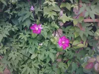 Clematis1 - 01.07.2010.webp