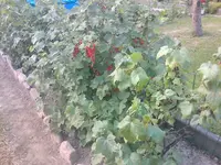 Johannisbeeren - 01.07.2010.webp
