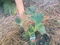 Melone - 01.07.2010.webp
