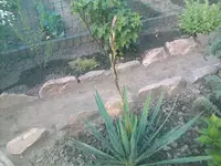 Yuccapalme - 01.07.2010.webp